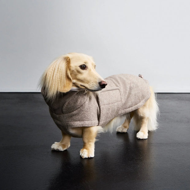 Hundemantel DACKEL Brooklyn Tweed Beige 2025