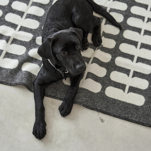 Flora - Wolldecke Anthrazit – Natur