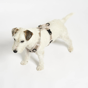 Hundegeschirr Modena | Greige