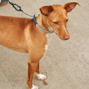 Zugstopp Halsband Monza