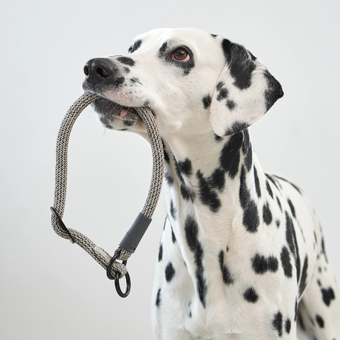 Zugstopp Halsband Monza