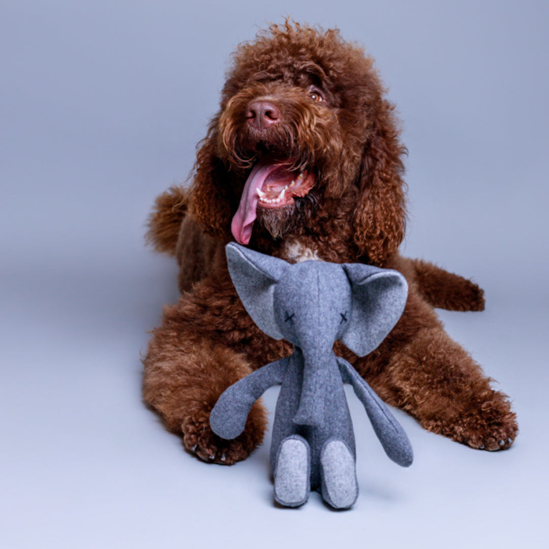 Hundespielzeug Elefant Stefan